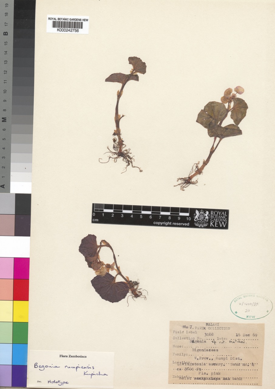 B. rumpiensis